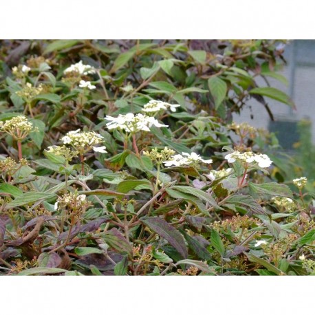 Viburnum plicatum f. tomentosum -Viorne du japon, viorne à plateaux