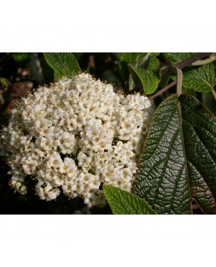 Viburnum rhytidophylloides x 'Willowwood' - Viorne