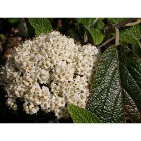 Viburnum rhytidophylloides x 'Willowwood' - Viorne