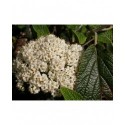 Viburnum rhytidophylloides x 'Willowwood' - Viorne