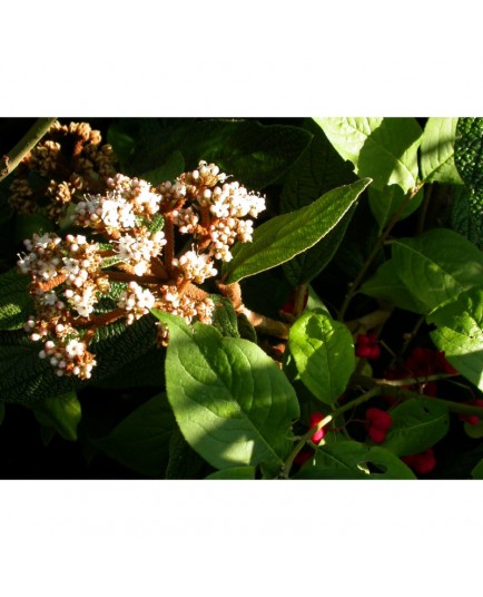 Viburnum rhytidophyllum 'Roseum' - viorne à feuilles ridées