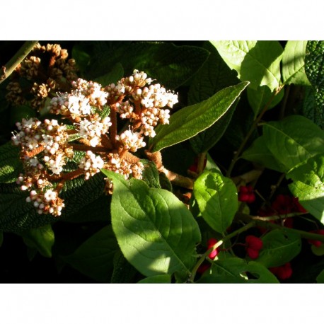 Viburnum rhytidophyllum 'Roseum' - viorne à feuilles ridées