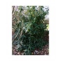 Viburnum rhytidophyllum 'Roseum' - viorne à feuilles ridées
