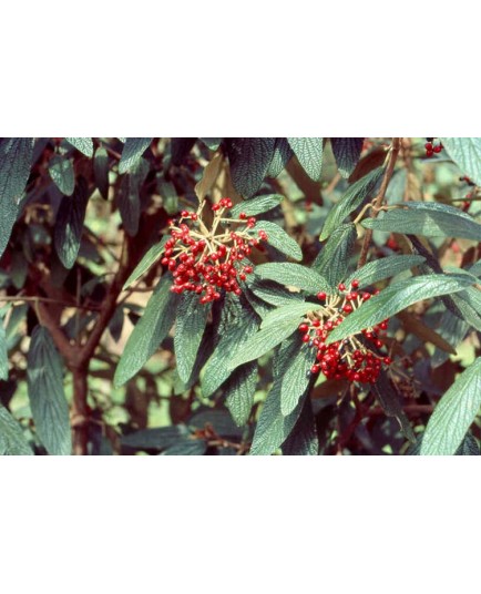Viburnum rhytidophyllum - viornes à feuille ridée
