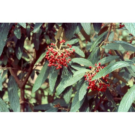 Viburnum rhytidophyllum - viornes à feuille ridée