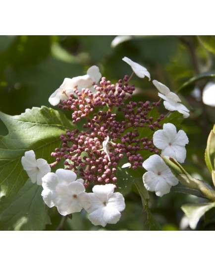 Viburnum sargentii 'Onondaga' - Viorne