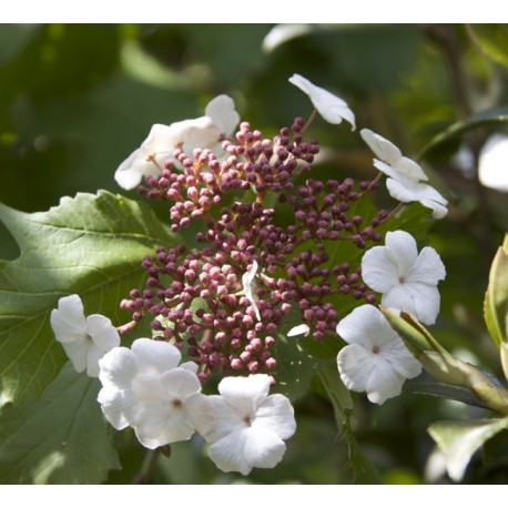 Viburnum sargentii 'Onondaga' - Viorne