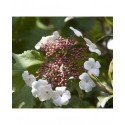 Viburnum sargentii 'Onondaga' - Viorne