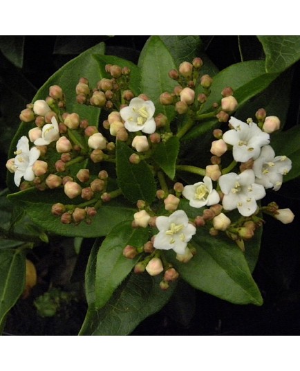 Viburnum tinus 'Eve Price' -Laurier-Tin