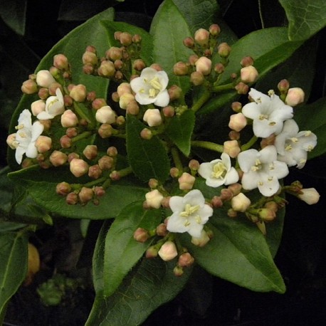 Viburnum tinus 'Eve Price' -Laurier-Tin