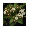 Viburnum tinus 'Eve Price' -Laurier-Tin