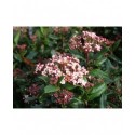 Viburnum tinus 'Gwenllian' - Laurier-Tin