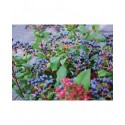 Viburnum tinus 'Gwenllian' - Laurier-Tin