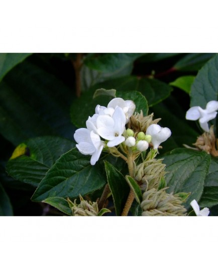 Viburnum 'Eskimo' - viorne Eskimo