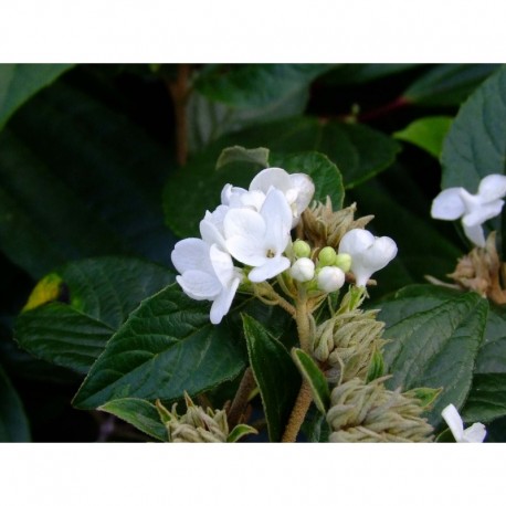 Viburnum 'Eskimo' - viorne Eskimo