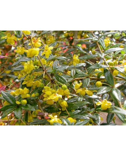 Berberis candidula