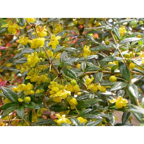 Berberis candidula