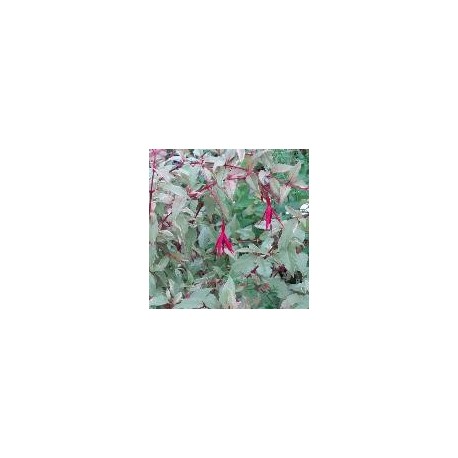 Fuchsia magellanica ' Versicolor'