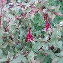 Fuchsia magellanica ' Versicolor'
