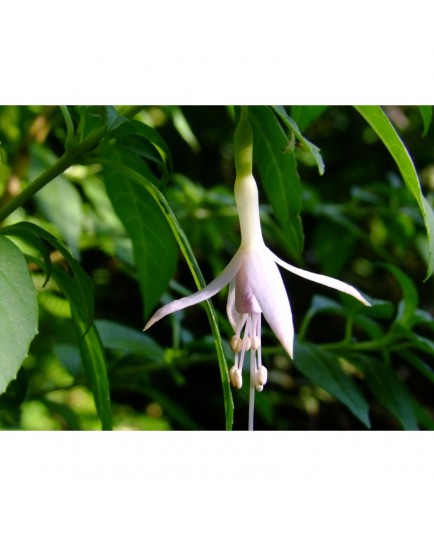 Fuchsia magellanica var molinae