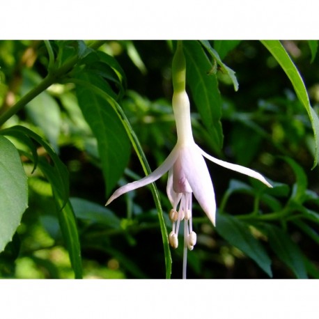 Fuchsia magellanica var molinae