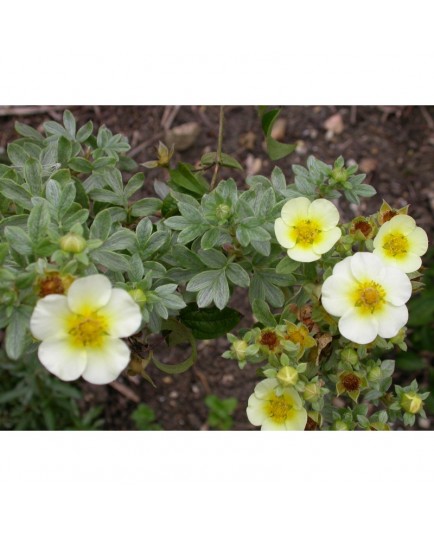 Potentilla fruticosa var albicans - vilmoriniana