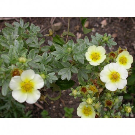 Potentilla fruticosa var albicans - vilmoriniana