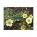 Potentilla fruticosa var albicans - vilmoriniana