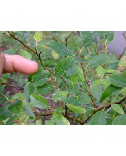 Salix basaltica x , saule de l'Aubrac, saule du basalte