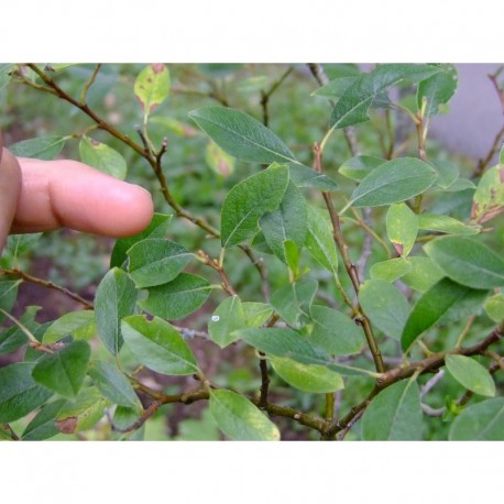 Salix basaltica x , saule de l'Aubrac, saule du basalte