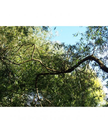 Salix pendulina x var elegantissima - saule de Thurlow , saule pleureur
