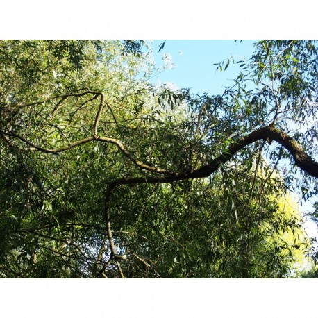 Salix pendulina x var elegantissima - saule de Thurlow , saule pleureur