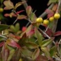 Berberis hybrido-gagnepainii 'Chenaultii'