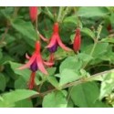 Fuchsia magellanica 'Riccartonii'- fuchsia vivace, fuchsia de magellan