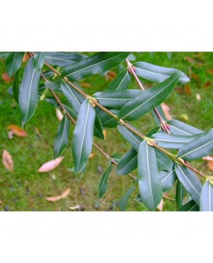 Salix amplexicaulis - saule
