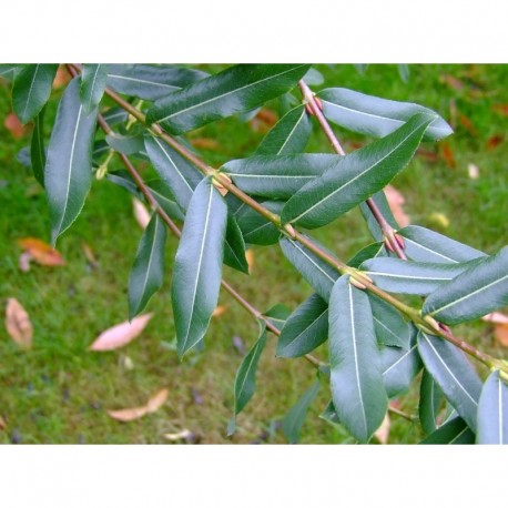 Salix amplexicaulis - saule
