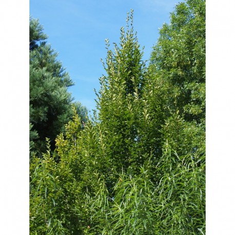 Carpinus betulus 'Fastigiata' - charme fastigié