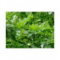 Acer tataricum subsp. ginnala -Erable de Chine, érable de Tatarie