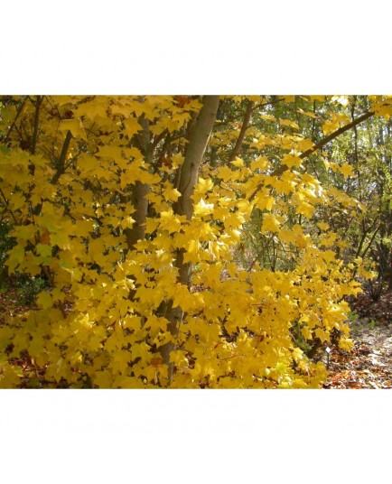 Acer cappadocicum 'Rubrum' - érables