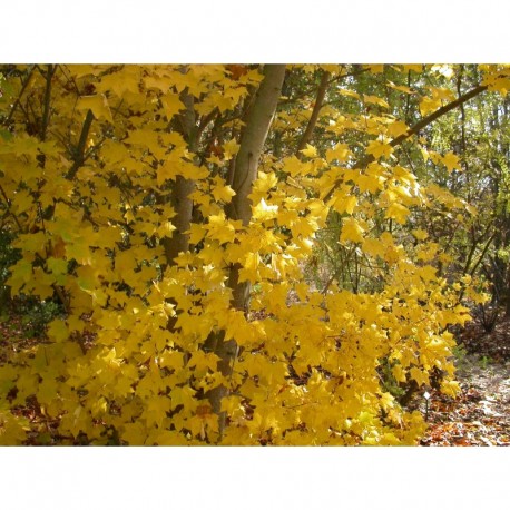 Acer cappadocicum 'Rubrum' - érables