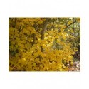 Acer cappadocicum 'Rubrum' - érables