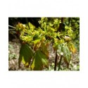 Acer cappadocicum 'Rubrum' - érables