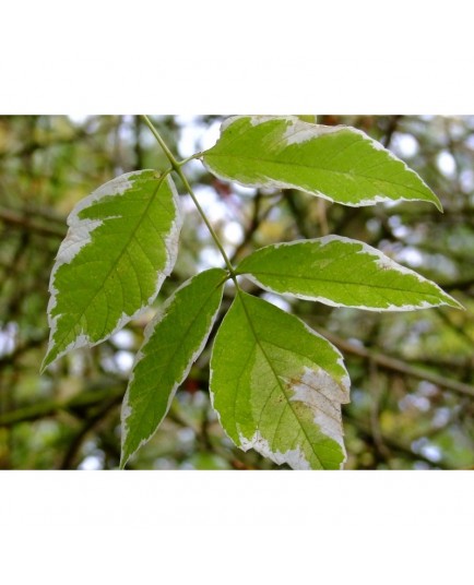 Acer negundo 'Variegatum' - Erable à feuilles composées