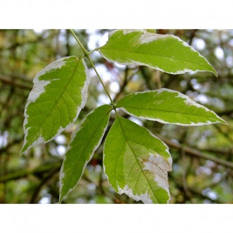 Acer negundo 'Variegatum' - Erable à feuilles composées