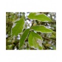 Acer negundo 'Variegatum' - Erable à feuilles composées
