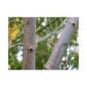 Acer negundo 'Variegatum' - Erable à feuilles composées