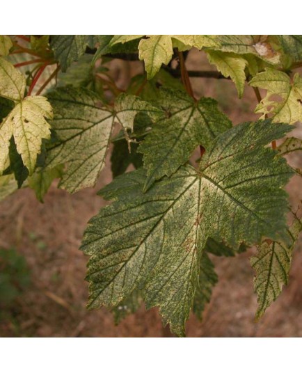 Acer pseudoplatanus 'Brillantissimum' - érable sycomore