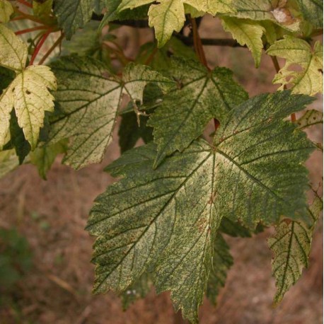 Acer pseudoplatanus 'Brillantissimum' - érable sycomore