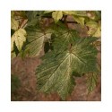 Acer pseudoplatanus 'Brillantissimum' - érable sycomore