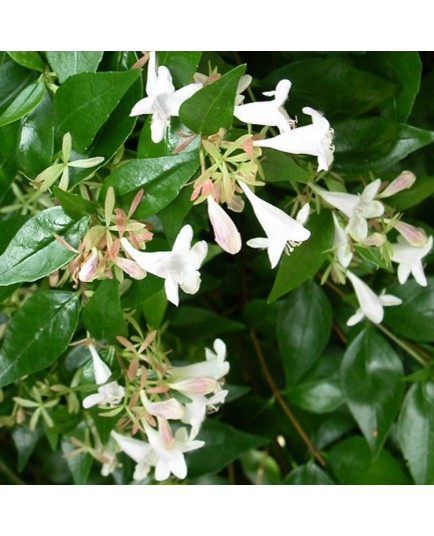 Abelia grandiflora x 'Sherwood' - Abelia